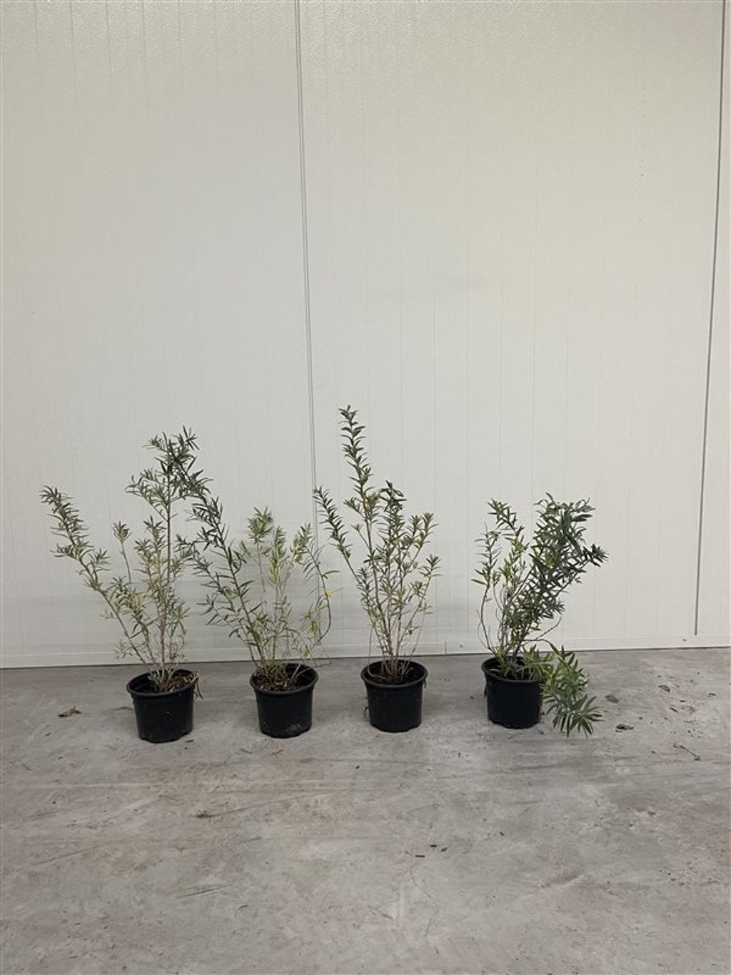 Hippophae rhamnoides - C2 40-60 CM